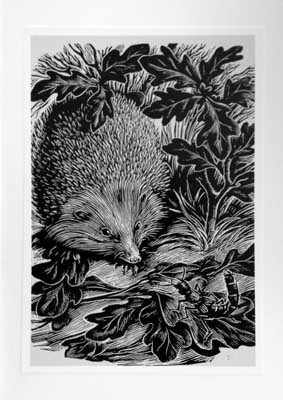 Hedgehog-July image