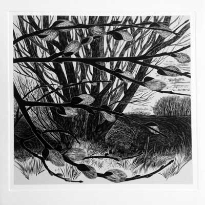Pussy Willow image