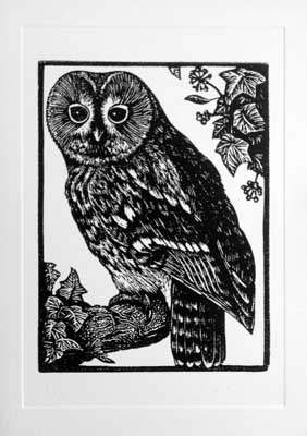 Tawny Owl image