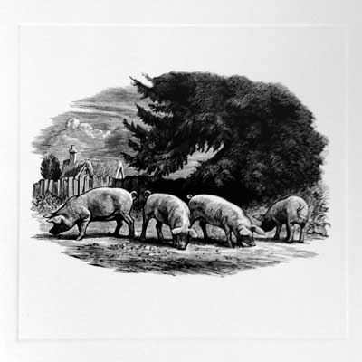Pigs image