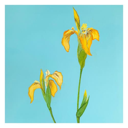 yellow iris