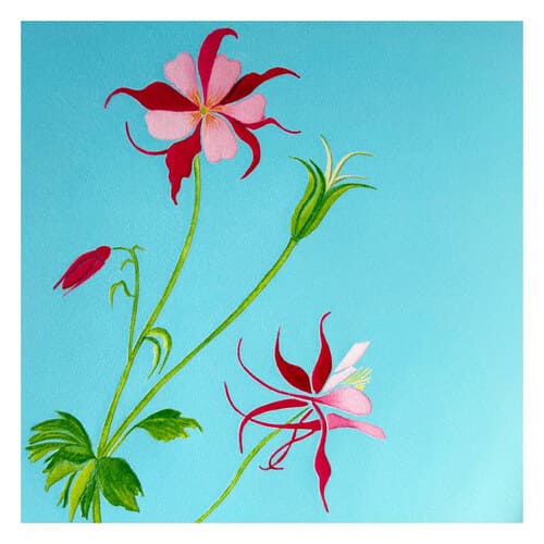 Aquilegia