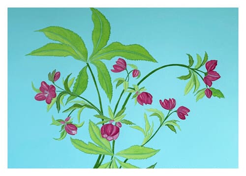 Hellebore