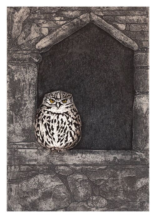 little owl