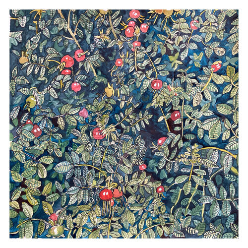 Rosehips