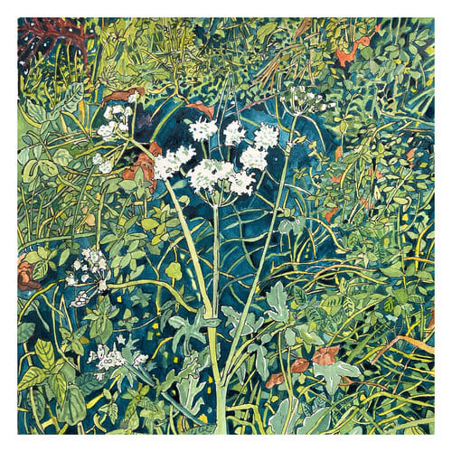 Umbellifer