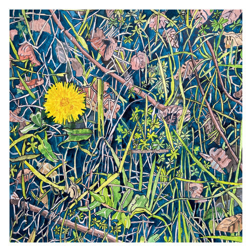 dandelion