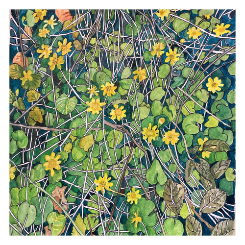 celandines