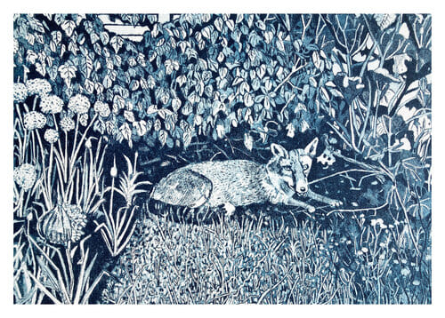 Allotment fox