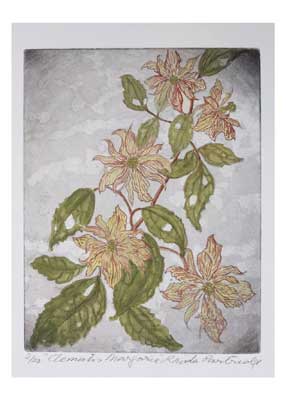 Art print of pink Clematis flowers with green leaves on a textured gray background.