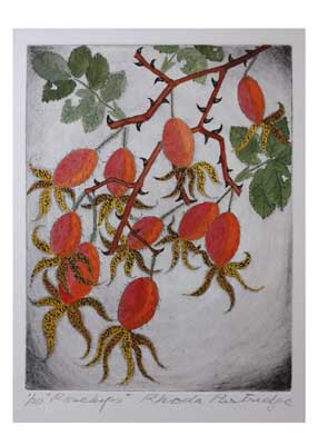 Artistic drawing of a plant with red-orange fruits and green leaves on white background.