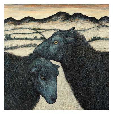 black welsh mountain ewes