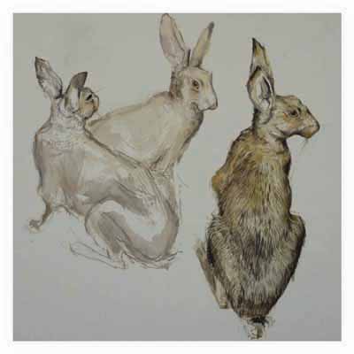 Three detailed pencil and watercolor sketches of rabbits in different poses on white background.