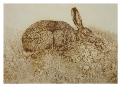 Sepia-toned drawing of a hare resting in grass with detailed fur and tall ears upright.