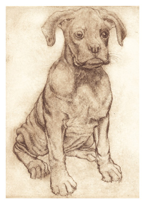 Sepia-tone drawing of a sad puppy sitting with droopy ears and wrinkled skin.