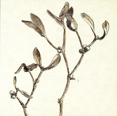 Botanical illustration of a branch with samaras and round berries on a light background.
