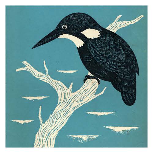 Illustration of a black and white bird perched on a white branch against a blue background.