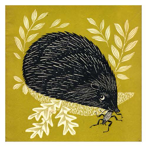 1953 Hedgehog
