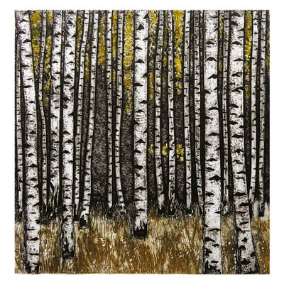 Dense birch tree forest with white bark and golden brown grass on the ground.