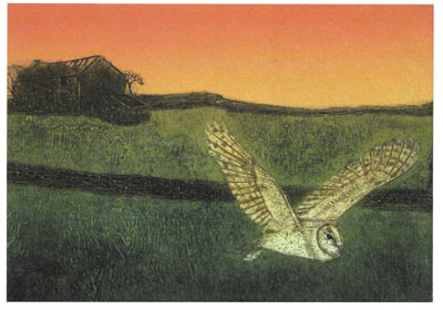 Barn owl flying low over grassy field at sunset with rustic barn in the background.
