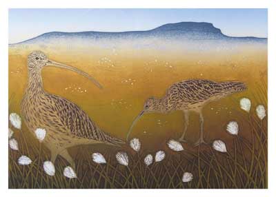 Illustration of two long-billed shorebirds among white flowers with a distant flat-topped mountain background.
