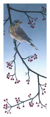 Song thrush perched on a branch with red berries against a blue sky.