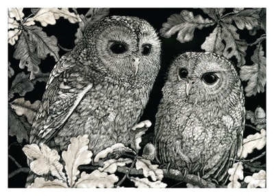 Black and white illustration of two detailed owls perched on leafy branches.