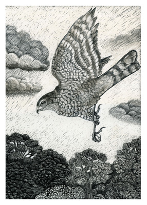 Detailed black-and-white drawing of a hawk flying above trees under a cloudy sky with rain.