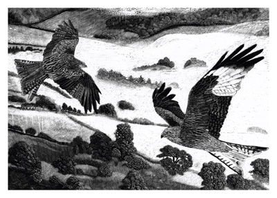 Black and white illustration of two hawks flying over a countryside landscape.