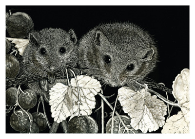 Two detailed rodents with dark eyes perched among leaves and branches on a black background.