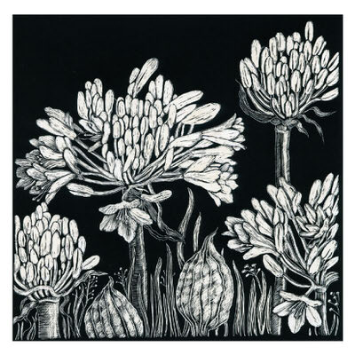 Black and white detailed illustration of cluster flowers with leaves on dark background.