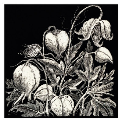 Black and white detailed botanical illustration of various flowers and leaves.