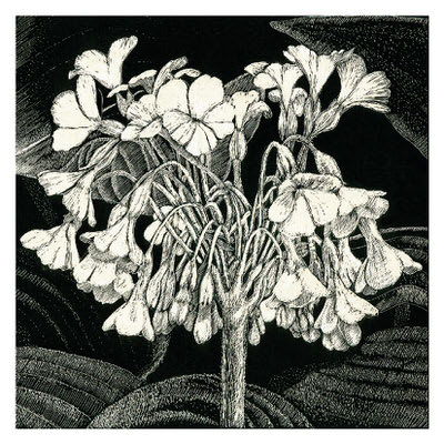 Black and white detailed illustration of a flower cluster with multiple blooming petals and leaves in the background.