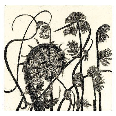 Black ink drawing of fern fronds unfurling with curled tips on a light background.