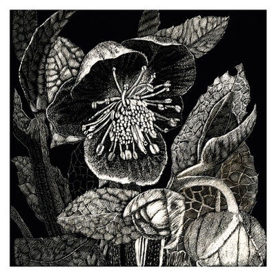 Black and white detailed drawing of a blooming flower with leaves and buds on dark background.