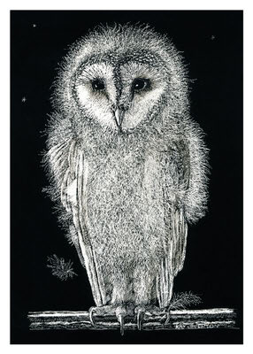 A detailed white-on-black drawing of a fluffy owl perched on a branch with stars in the background.