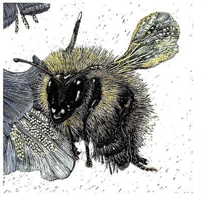 Detailed drawing of a fuzzy bee on a flower with intricate wing and body textures.