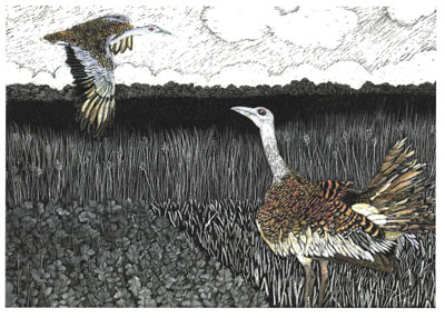 Great Bustards Return