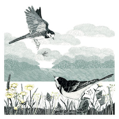 Wagtails by the Wier