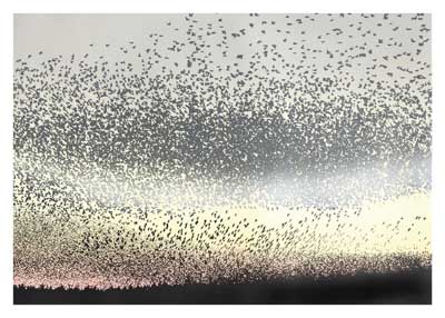 Massive flock of birds forming dense patterns against a gray sky at dusk.