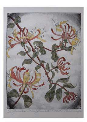 Illustration of honeysuckle flowers with red and yellow petals and green leaves on a grayish background.