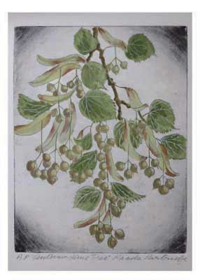 Illustration of a linden tree branch with green leaves and hanging seed pods.