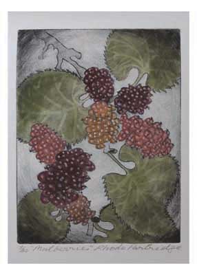 Illustration of several clusters of multicolored grapes surrounded by large green leaves on a light background.