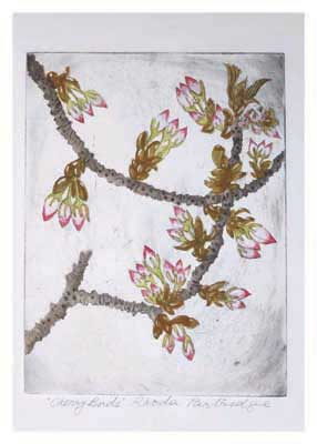 Illustration of flowering tree branches with brown leaves and white flowers tipped with pink.