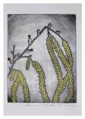 Artistic drawing of a branch with clusters of yellow catkin flowers against a textured background.